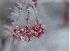 Winter ~ background