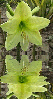 yellow amaryllis