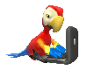macaw with PC