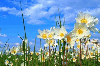 flowers and clouds