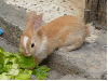 piebald rabbit