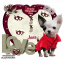 Happy Valentine's Day Chihuahua - Jane