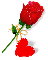 Rose For You!
