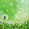 Spring Dandelion Background