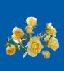 yellow rosas
