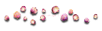 Pink Seashells ~ div ~ fg