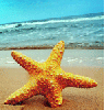 Starfish/Beach