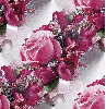 Pink roses garland ~ background
