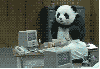 Angry panda