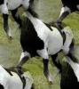 black-white horse