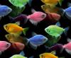 multicolor fish