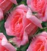 pink rosa