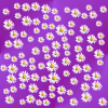 flower with purple background