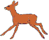 running antelope