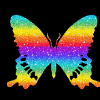 Rainbow  Butterfly