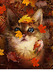 Fall Kitten