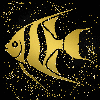 Angelfish gold