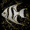 Angelfish silver gold