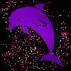 Dolphin purple pink