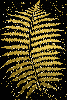 fern gold gold