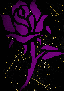 rose dark purple gold