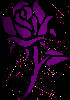 rose dark purple pink