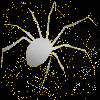  spider silver gold