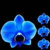 blue orchid