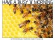 HAVE A BUSY 'lil' MORNING, BEES, GREETINGS