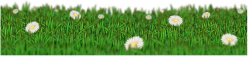 Grass divider with daisies