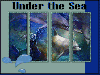 Under The Sea (Dolphins & Fish)