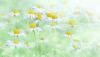 Field of Daisies Background