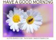 GOOD MORNING, FLOWERS, TEXT, GREETINGS