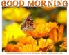GOOD MORNING, FLOWERS, TEXT, GREETINGS
