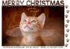 MERRY CHRISTMAS, HOLIDAYS, WINGS, KITTEN, TEXT