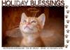 HOLIDAY BLESSINGS, CHRISTMAS, WINGS, KITTEN, TEXT
