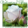 VALENTINES DAY, ROSE, TEXT, HOLIDAYS