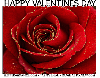 HAPPY VALENTINES DAY, ROSE, TEXT