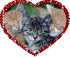 three cats in a heart