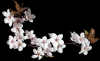 Cherry blossom - Transparent graphic