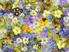 SPRING FLOWERS BACKGROUND