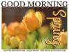 GOOD MORNING.. SPRING, TULIP, FLOWERS, TEXT