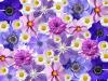 Blue, pink & white flowered background, DAISIES, FLOWERS, NATURE