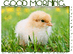 GOOD MORNING, CHICK, GREETINGS, TEXT