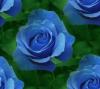 blue rosa