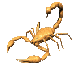 yellow scorpion