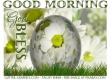 GOOD MORNING & GOD BLESS, EASTER, HOLIDAYS, DAISIES, TEXT