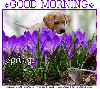 GOOD MORNING.. SPRING, FLOWERS, PURPLE, TEXT