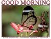 GOOD MORNING.. SPRING, FLOWERS, BUTTERFLY, TEXT