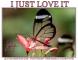 I JUST LOVE IT, BUTTERFLY, NATURE, TEXT